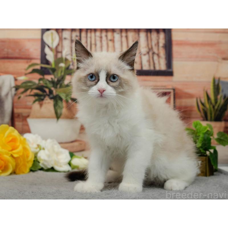 販売中の東京都のラグドール-140325の6枚目