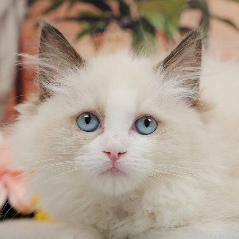 販売中の東京都のラグドール-140324の10枚目