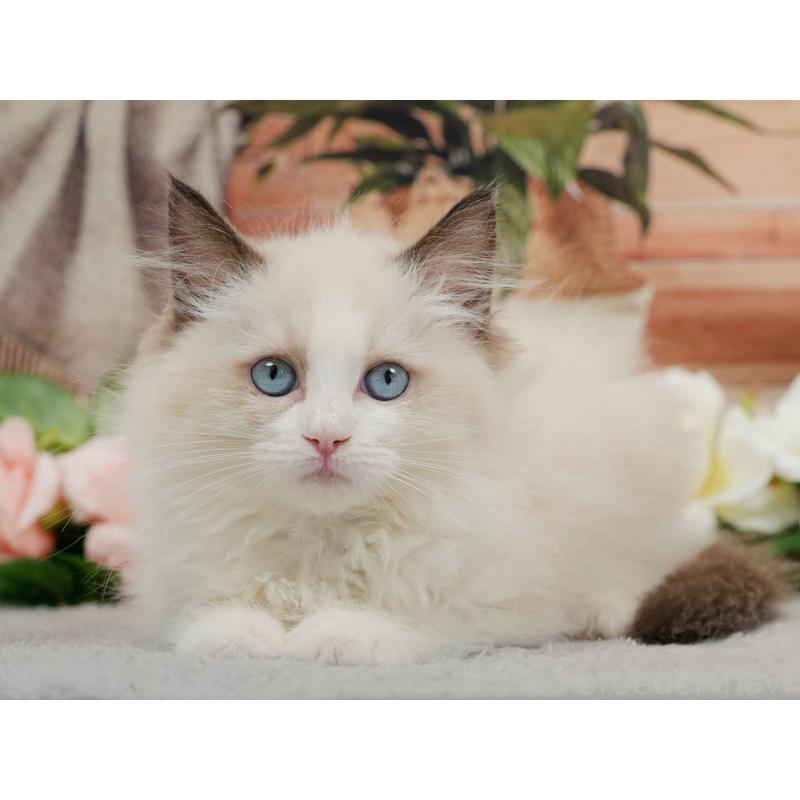 販売中の東京都のラグドール-140324の9枚目