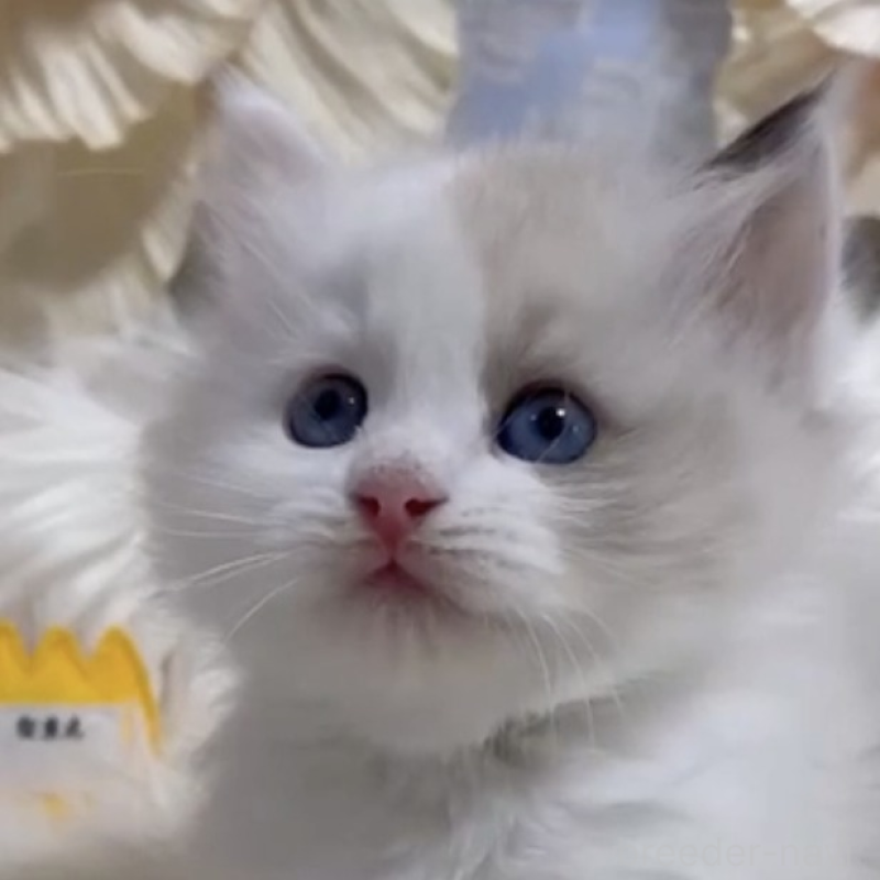 販売中の神奈川県のマンチカン-140283の1枚目