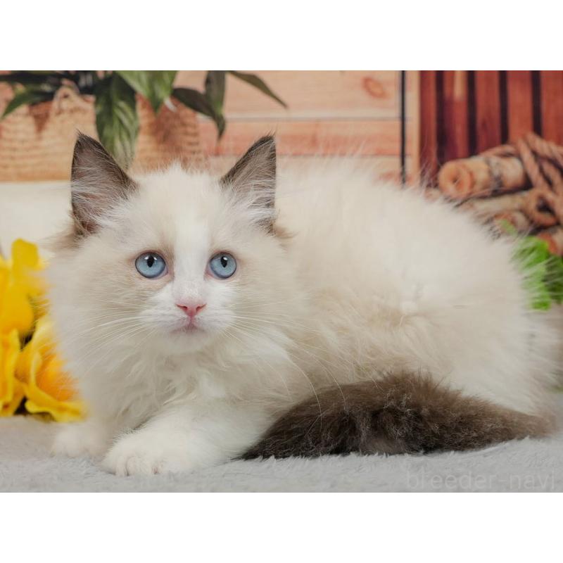 販売中の東京都のラグドール-140324の8枚目