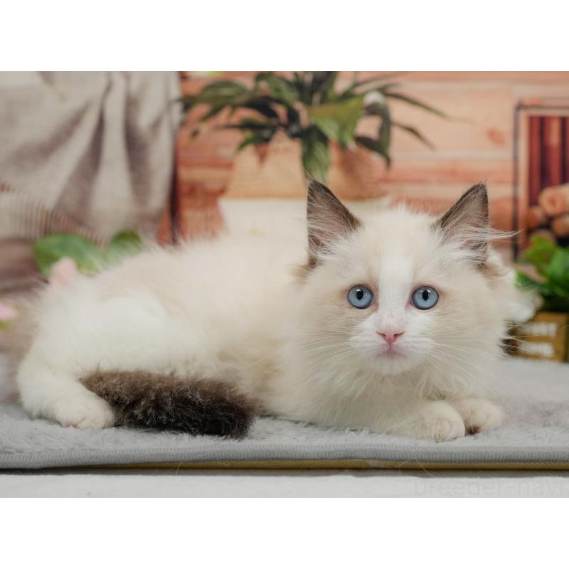 販売中の東京都のラグドール-140324の7枚目