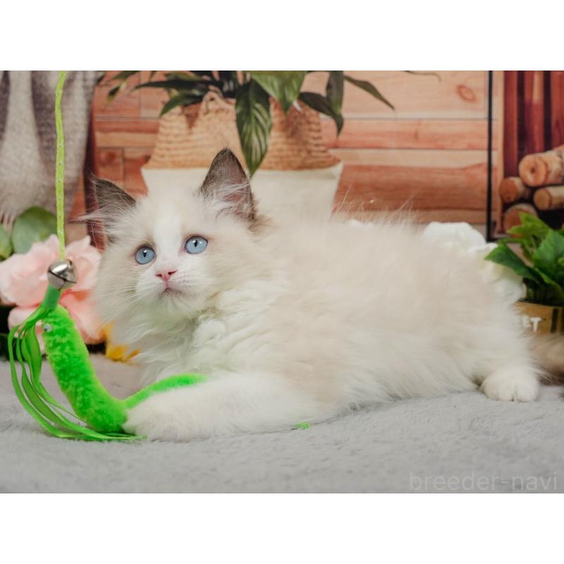 販売中の東京都のラグドール-140324の6枚目