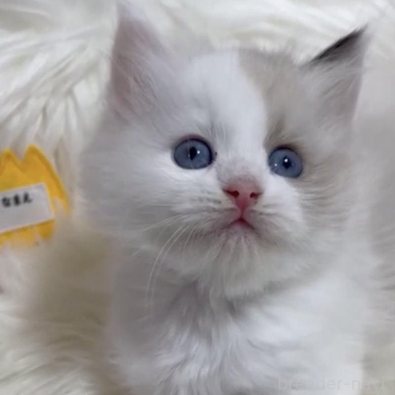 販売中の神奈川県のマンチカン-140283の2枚目