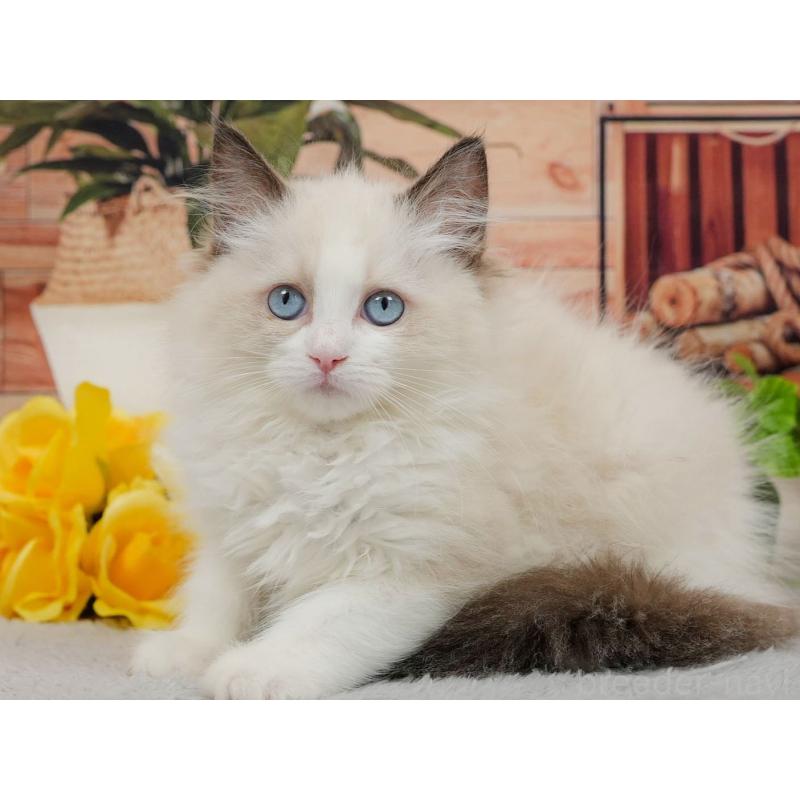 販売中の東京都のラグドール-140324の5枚目