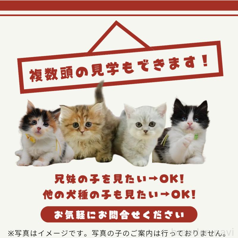 販売中の東京都のラグドール-140322の17枚目