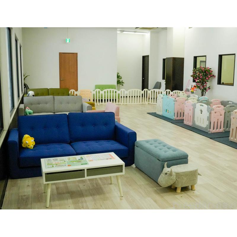 販売中の東京都のラグドール-140322の12枚目