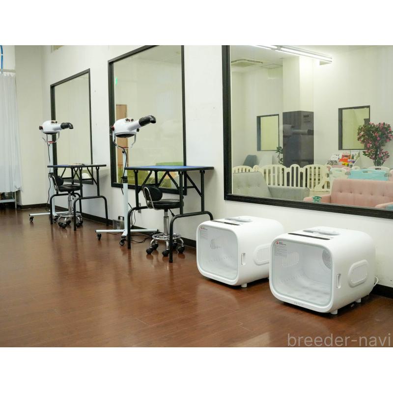 販売中の東京都のラグドール-140322の11枚目