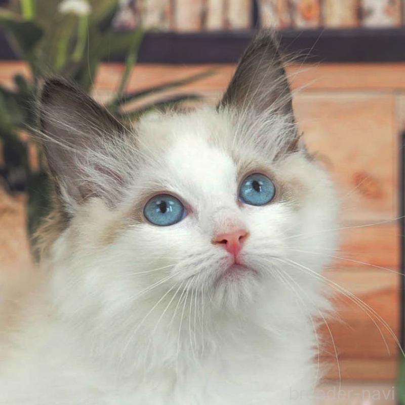 販売中の東京都のラグドール-140322