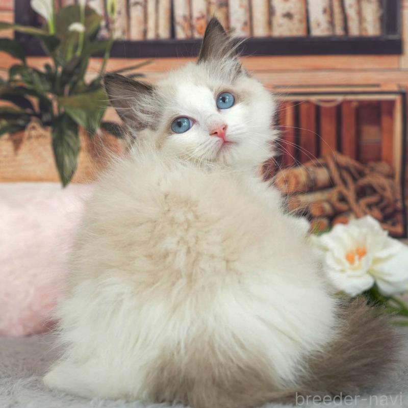 販売中の東京都のラグドール-140322の9枚目