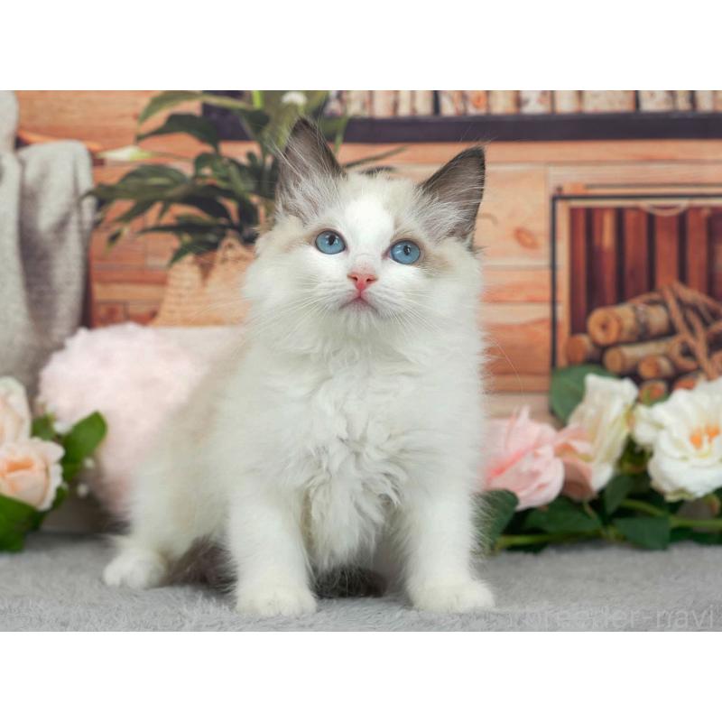 販売中の東京都のラグドール-140322の8枚目