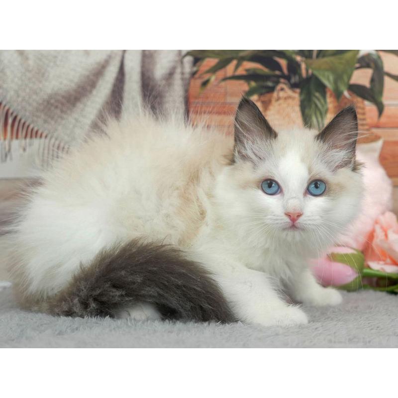 販売中の東京都のラグドール-140322の7枚目