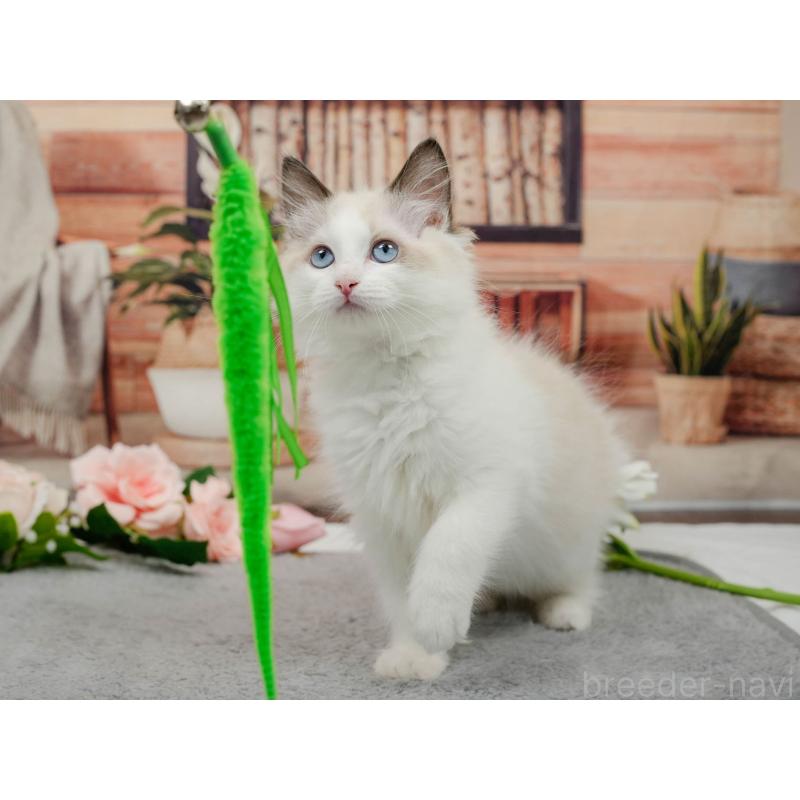 販売中の東京都のラグドール-140322の6枚目