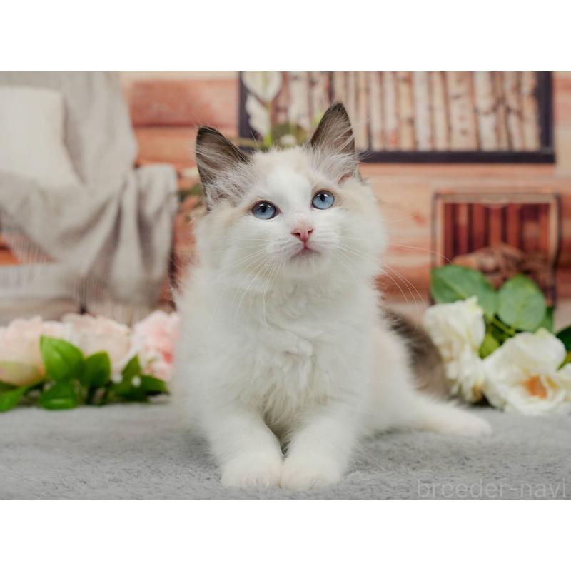 販売中の東京都のラグドール-140322の5枚目