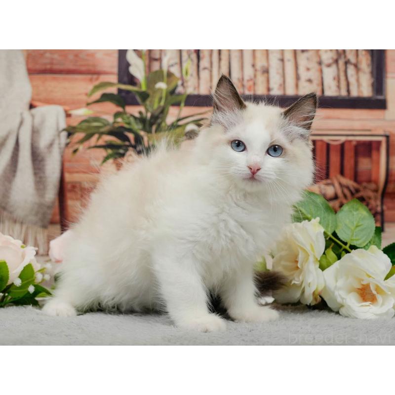 販売中の東京都のラグドール-140322の4枚目