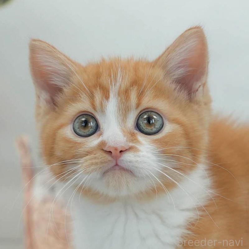 販売中の東京都のマンチカン-140310の1枚目