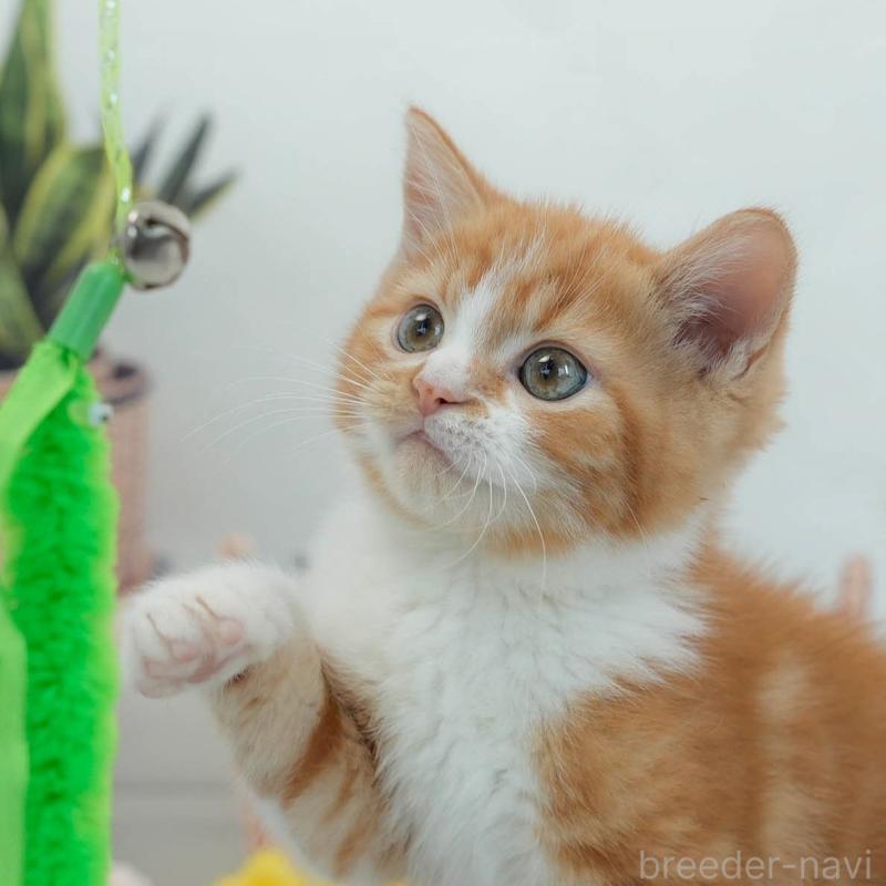 販売中の東京都のマンチカン-140310の9枚目