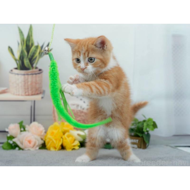 販売中の東京都のマンチカン-140310の8枚目