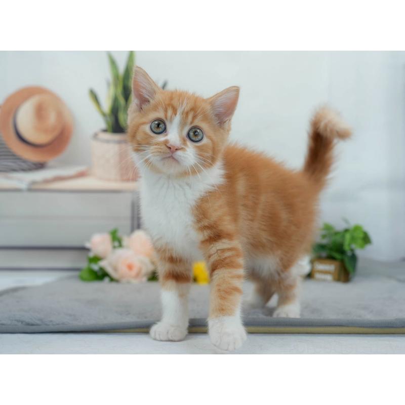 販売中の東京都のマンチカン-140310の7枚目