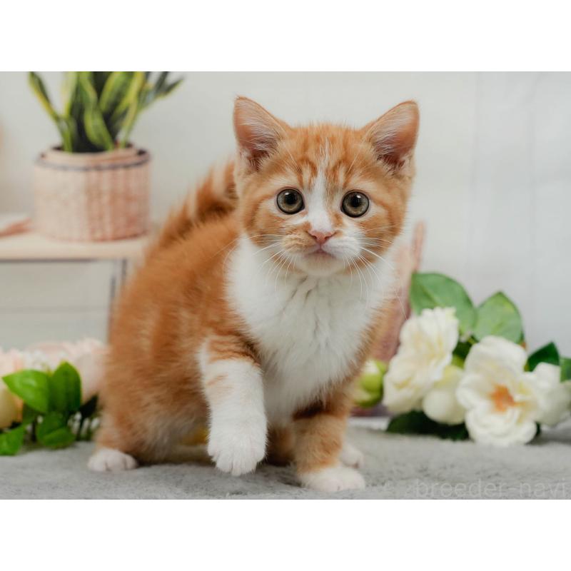 販売中の東京都のマンチカン-140310の6枚目