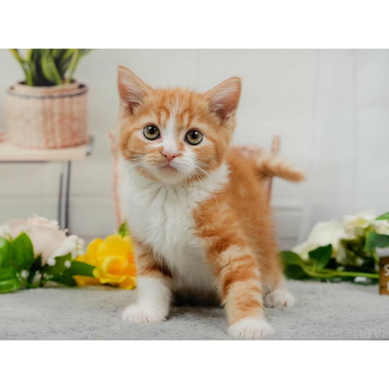 販売中の東京都のマンチカン-140310の5枚目