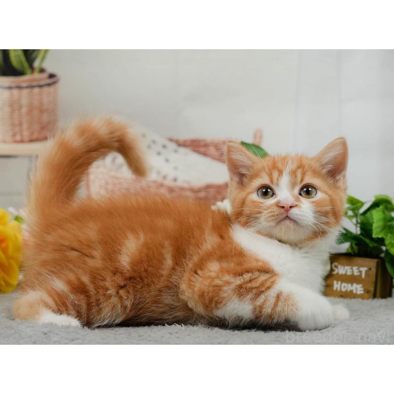 販売中の東京都のマンチカン-140310の4枚目