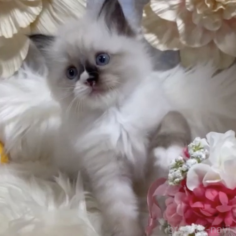 販売中の神奈川県のマンチカン-140284の2枚目