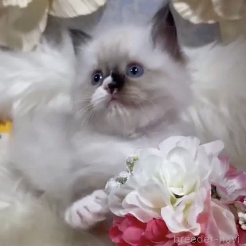 販売中の神奈川県のマンチカン-140284