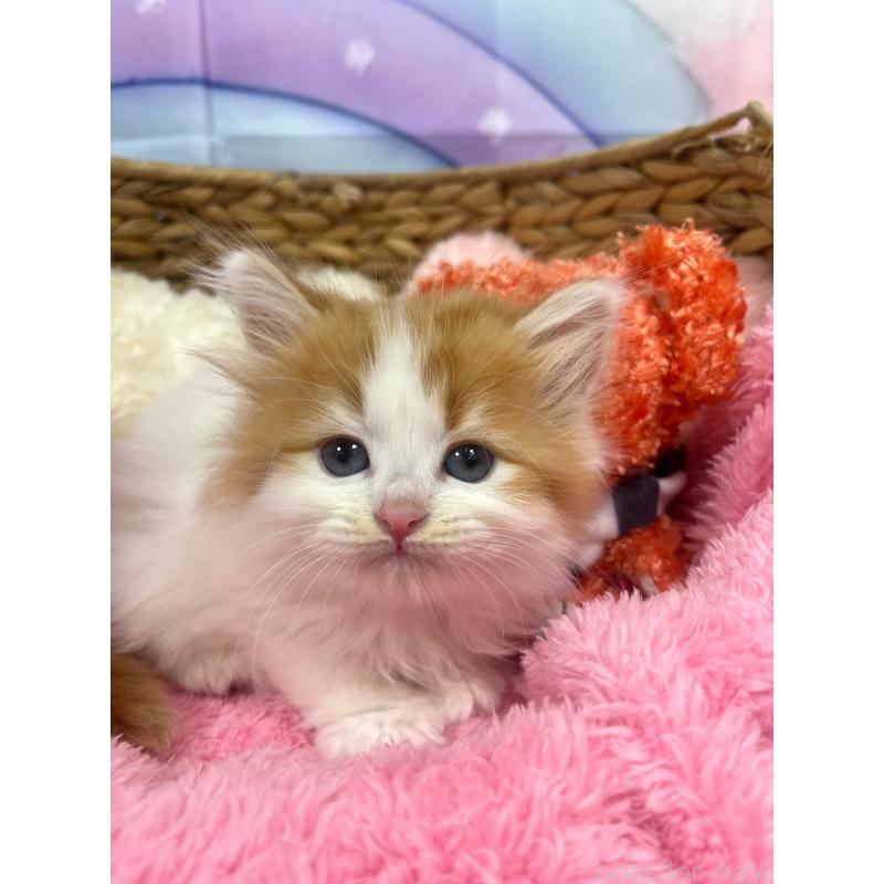 販売中の埼玉県のサイベリアン-140286の3枚目