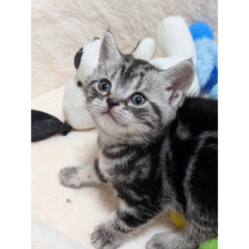 販売中の神奈川県のアメリカンショートヘア-140285の5枚目