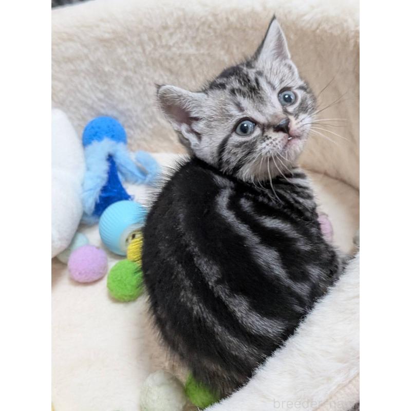 販売中の神奈川県のアメリカンショートヘア-140285の4枚目