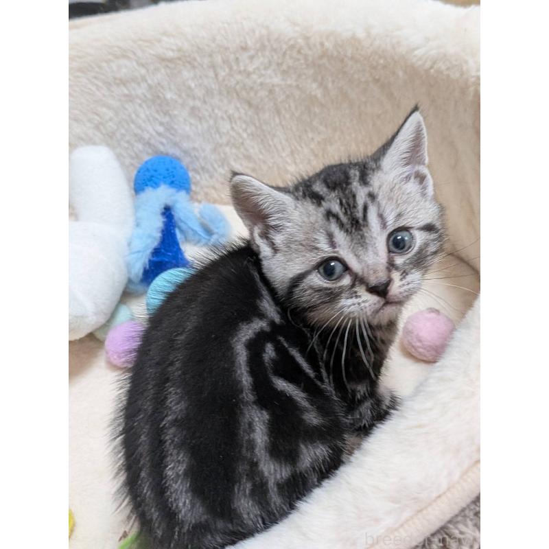 販売中の神奈川県のアメリカンショートヘア-140285の3枚目