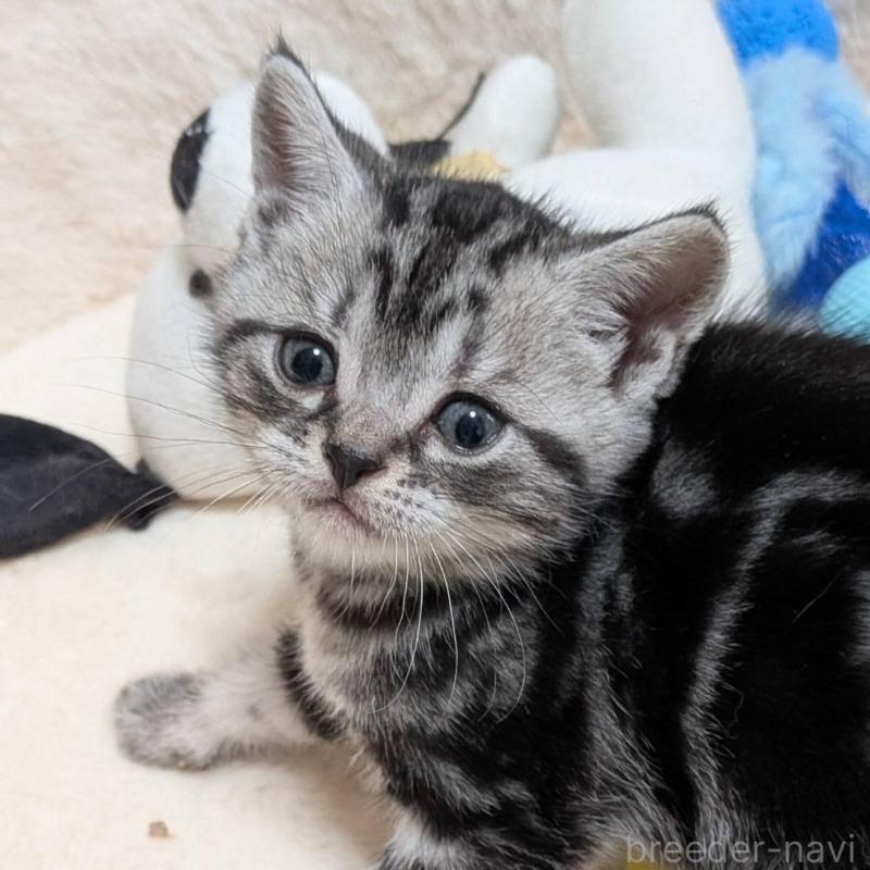 販売中の神奈川県のアメリカンショートヘア-140285の1枚目