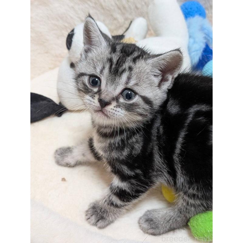 販売中の神奈川県のアメリカンショートヘア-140285の2枚目