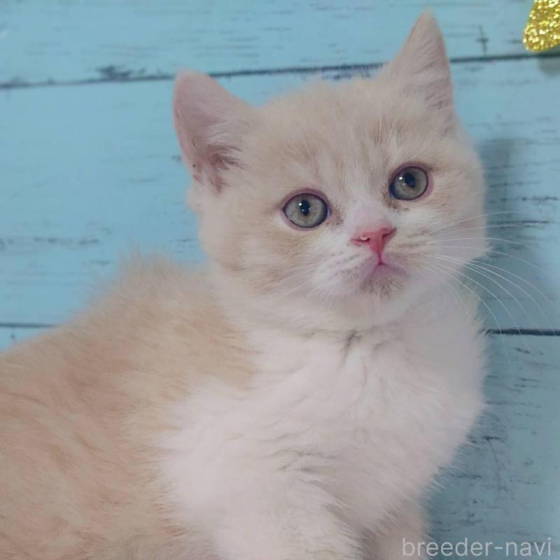 販売中ののマンチカン-140287