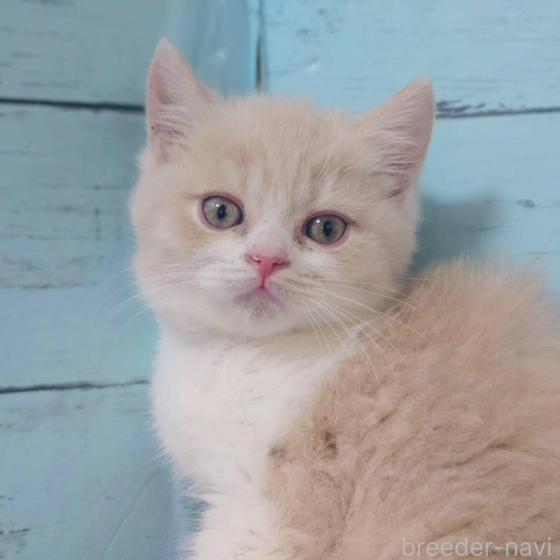 販売中の東京都のマンチカン-140287の4枚目