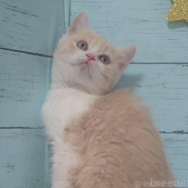 販売中の東京都のマンチカン-140287の3枚目