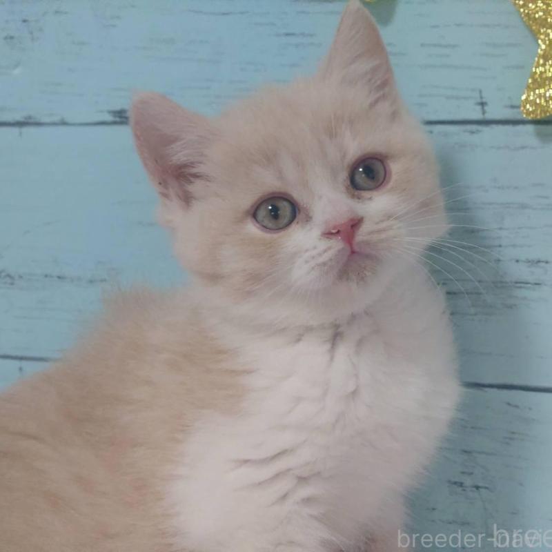 販売中の東京都のマンチカン-140287の2枚目