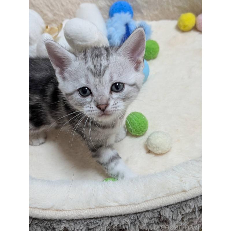 販売中の神奈川県のアメリカンショートヘア-140288の5枚目