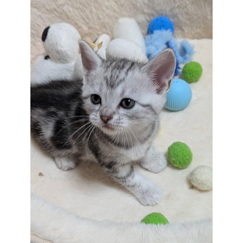 販売中の神奈川県のアメリカンショートヘア-140288の4枚目