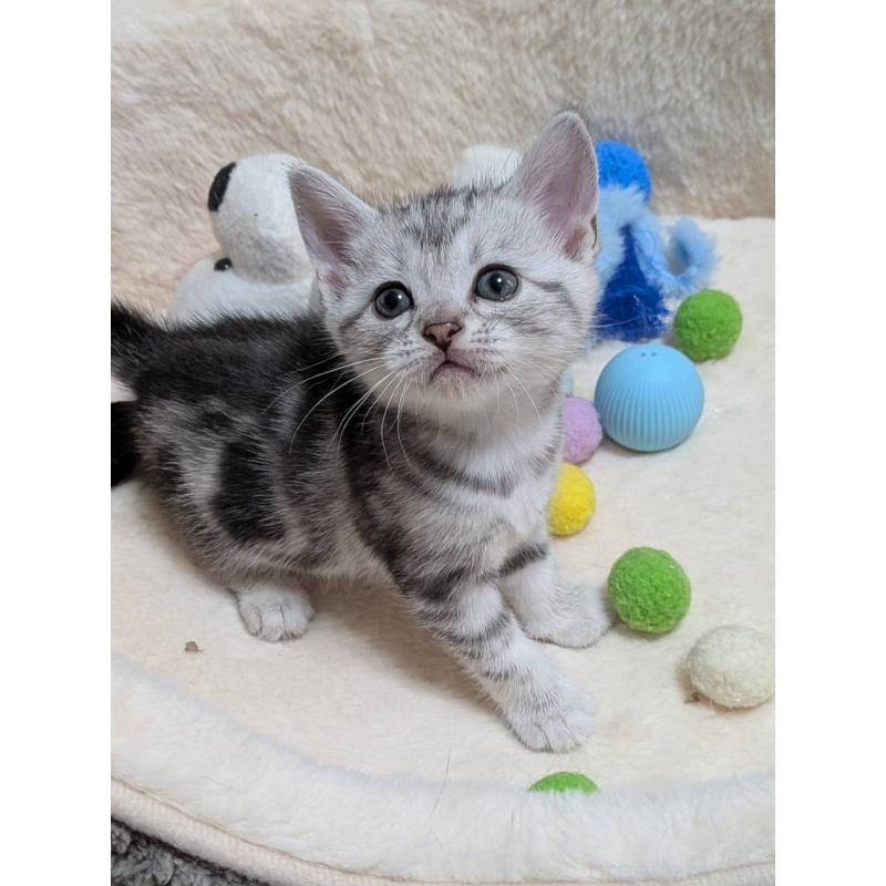 販売中の神奈川県のアメリカンショートヘア-140288の3枚目