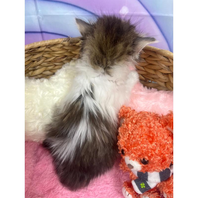 販売中の埼玉県のサイベリアン-140199の4枚目