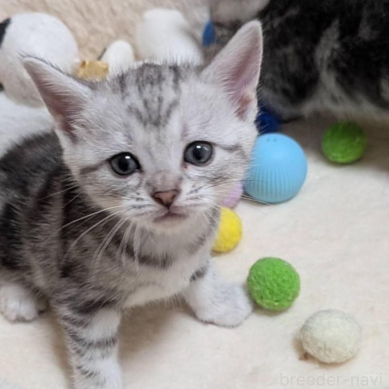 販売中の神奈川県のアメリカンショートヘア-140288の1枚目