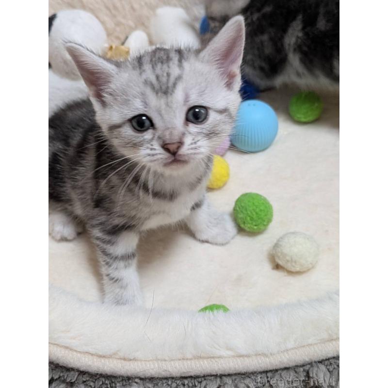 販売中の神奈川県のアメリカンショートヘア-140288の2枚目