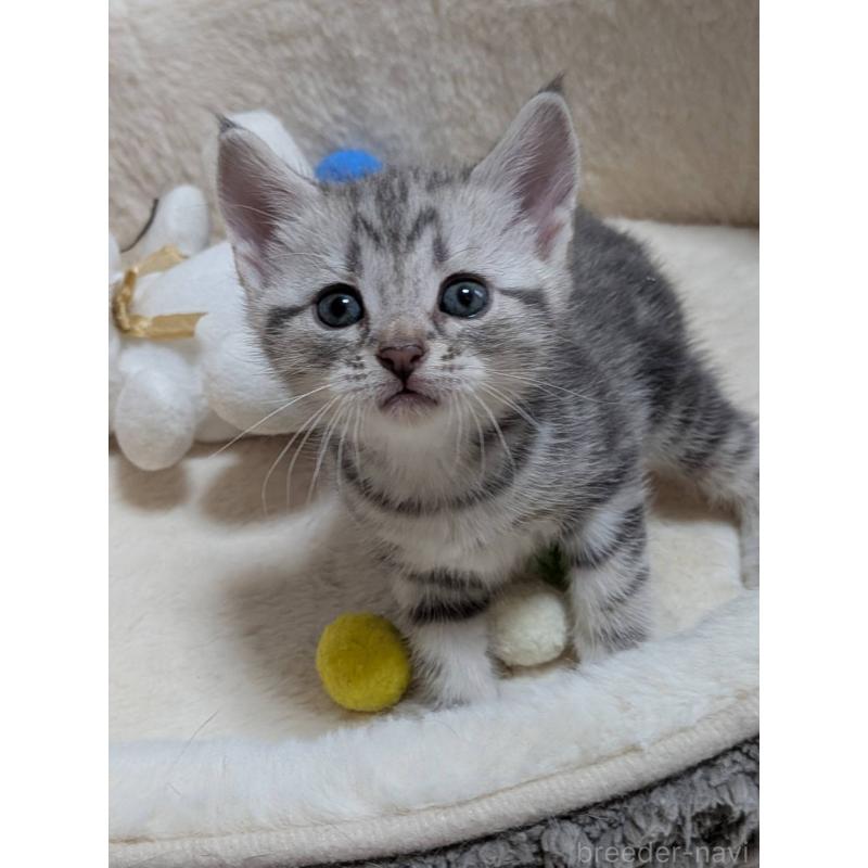 販売中の神奈川県のアメリカンショートヘア-140289の4枚目