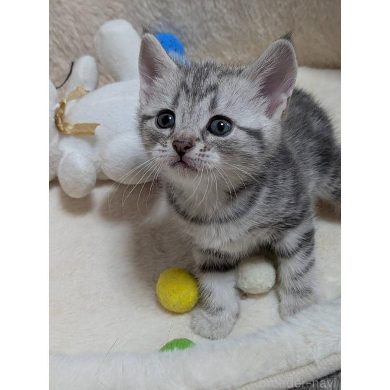 販売中の神奈川県のアメリカンショートヘア-140289の3枚目