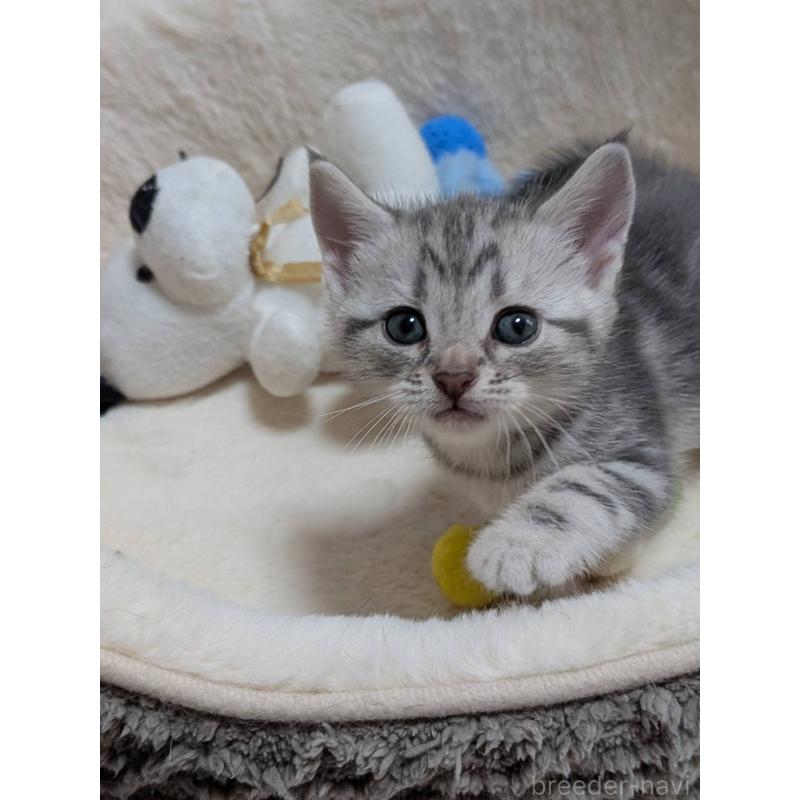 販売中の神奈川県のアメリカンショートヘア-140289の2枚目