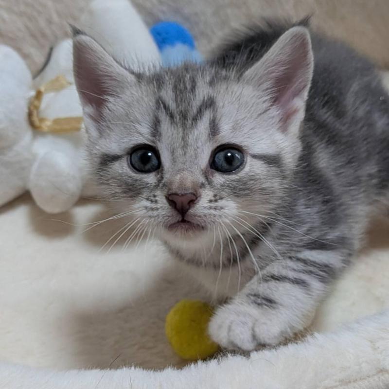 販売中の神奈川県のアメリカンショートヘア-140289