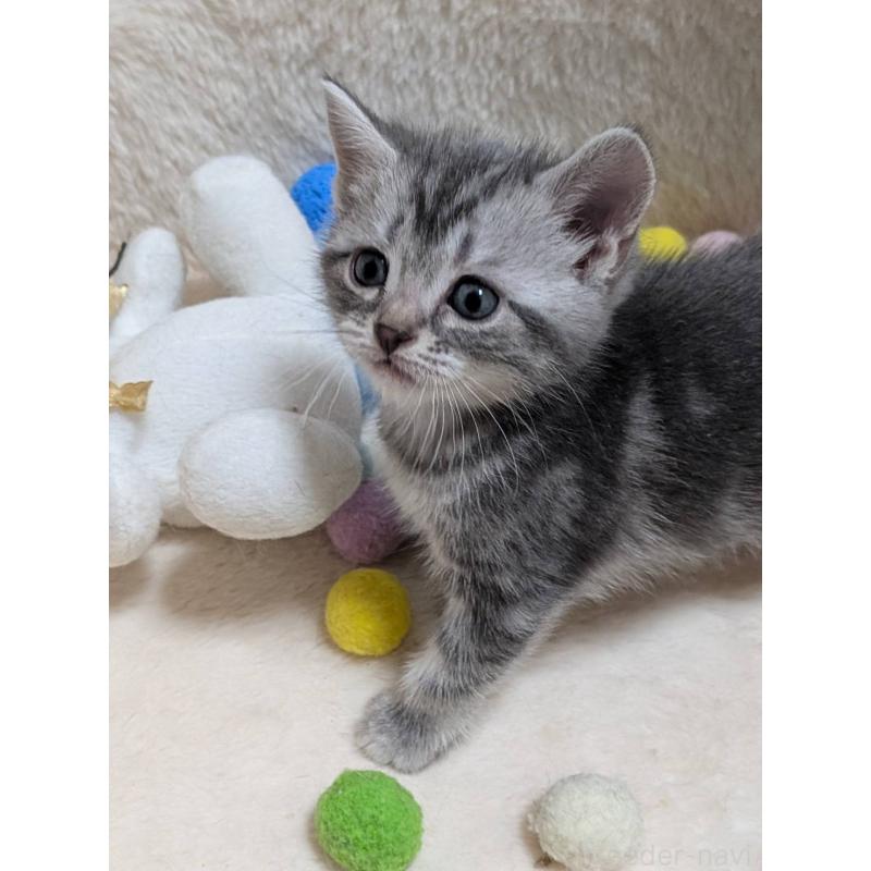 販売中の神奈川県のアメリカンショートヘア-140290の5枚目