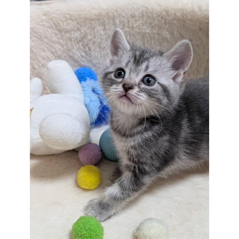 販売中の神奈川県のアメリカンショートヘア-140290の4枚目